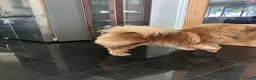 Chow Chow dogs for stud: Chow chow male cinamon color  msg on  **  in Dagenham - Advert 7