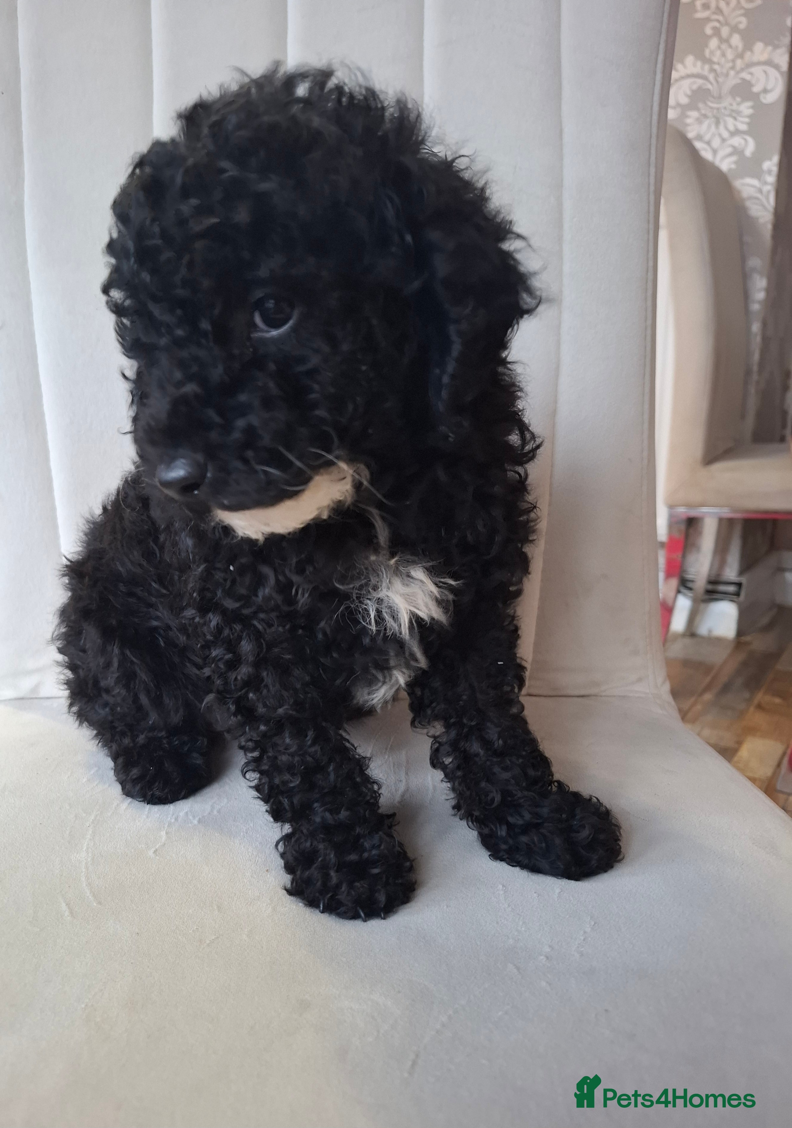 Toy Poodle dogs Toy poodle fully health checked pure breed  - Advert 2