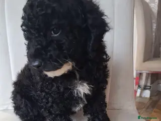 Toy Poodle dogs Toy poodle fully health checked pure breed - Advert 2