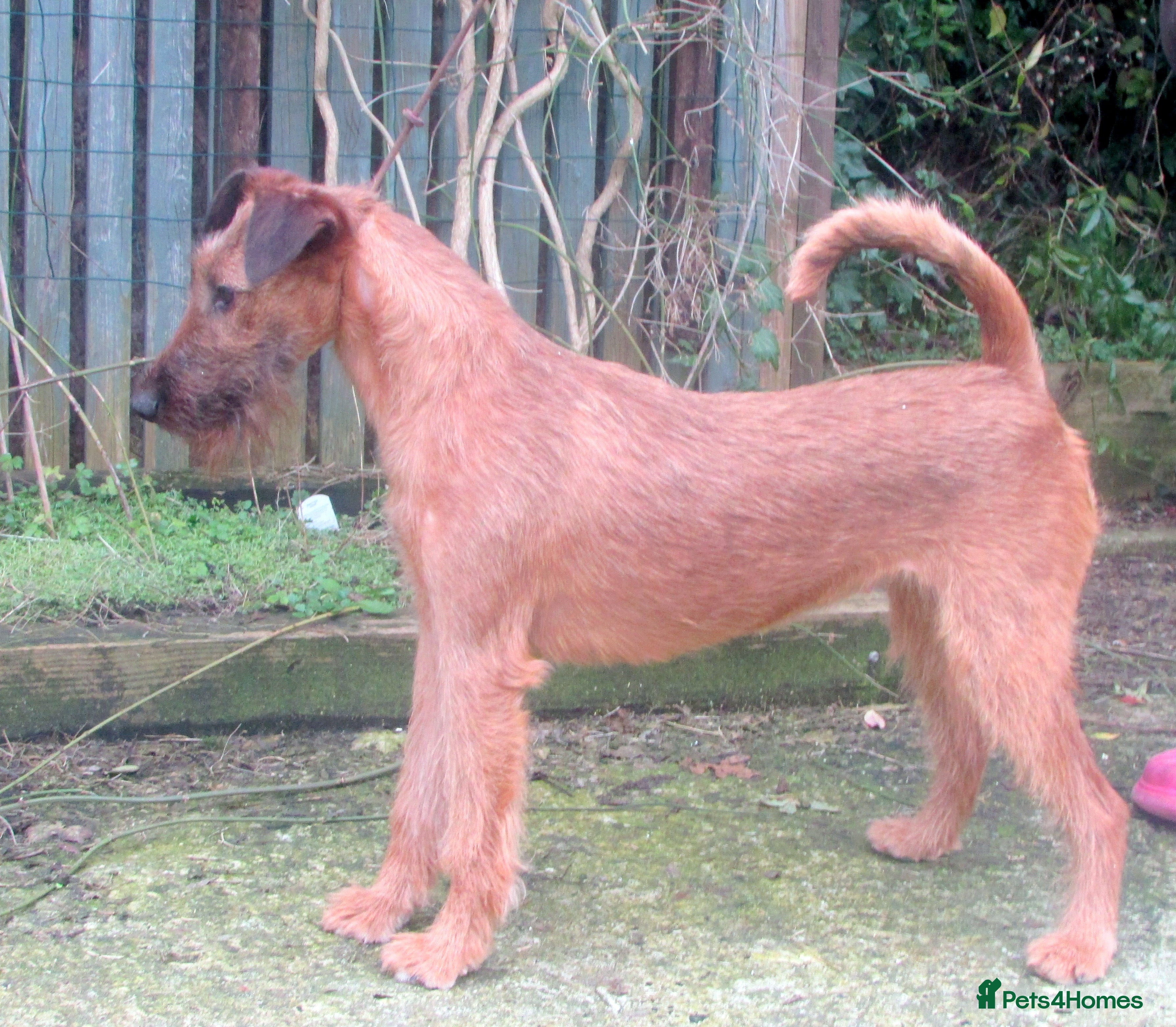 Irish Terrier dogs Lovely natured Irish terrier - Advert 1