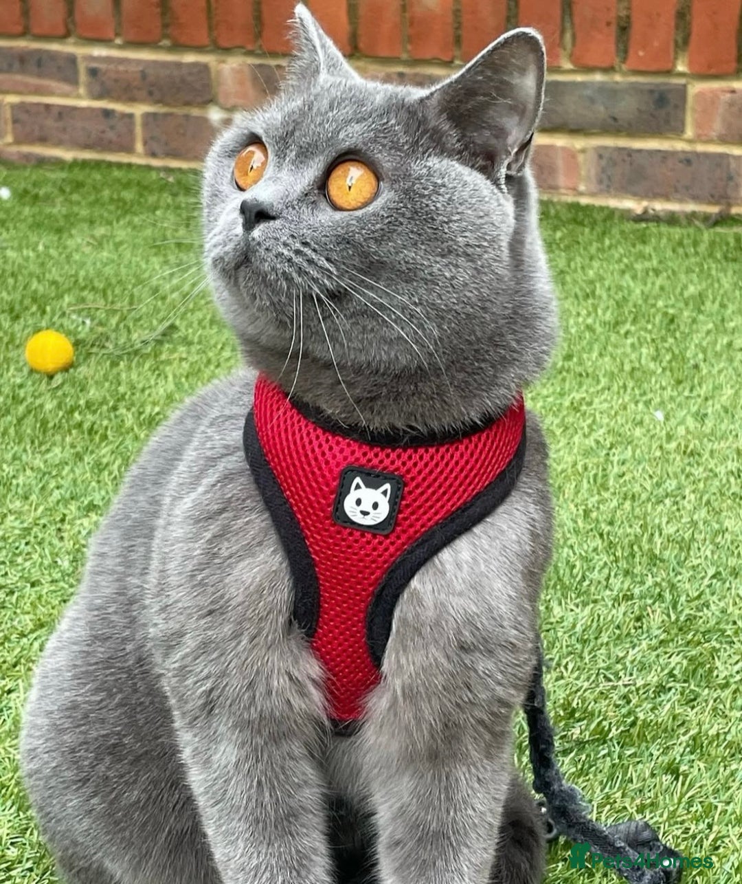 British Shorthair cats for sale: Beautiful, chunky, British shorthair kittens  - Advert 11