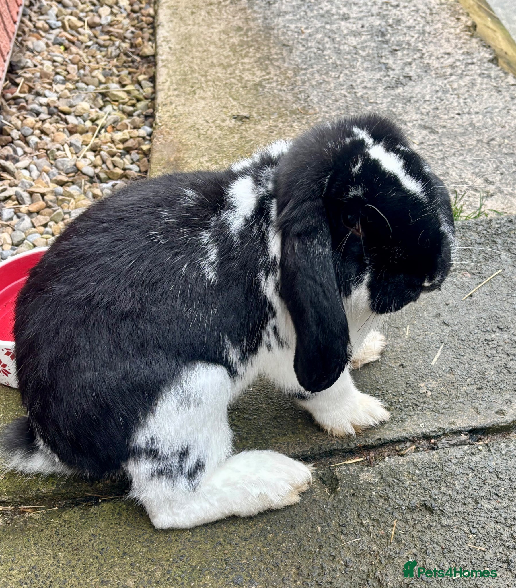 French Lop rabbits Male French lop  - Advert 15