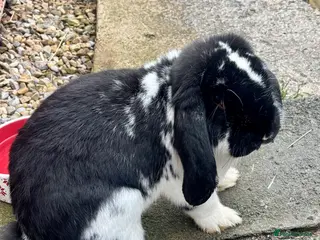 French Lop rabbits Male French lop - Advert 15