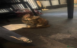Maine Coon cats for sale: 2 X Female Tabby pure bred Maine Coon kittens  - Image 8