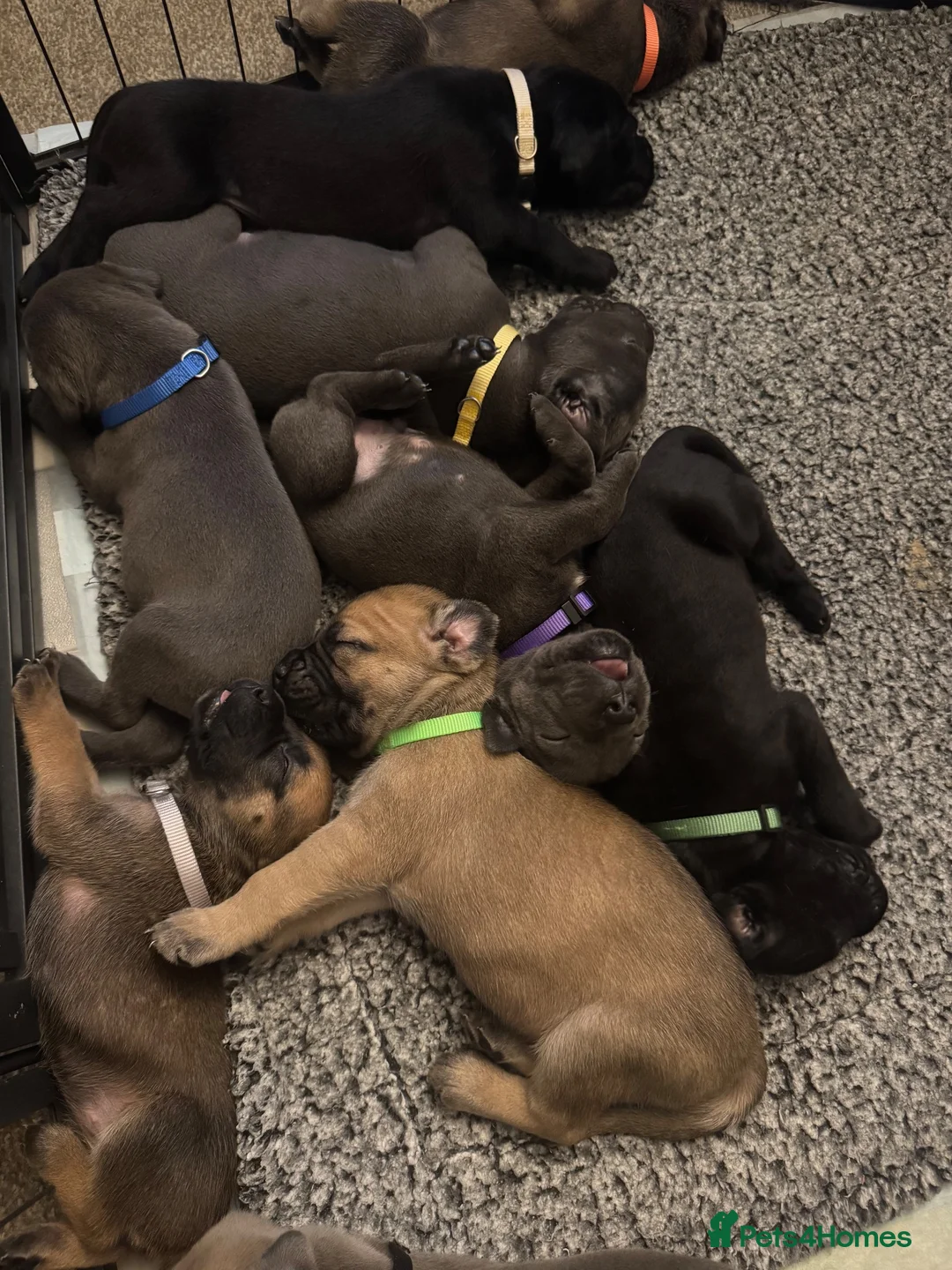 Cane Corso dogs for sale: Cane corso puppies🐶🐾 - Advert 1