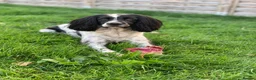 English Springer Spaniel dogs for sale: Looking for a special home - Advert 2
