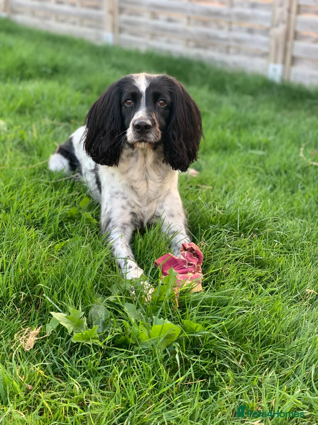 English Springer Spaniel dogs for sale: Looking for a special home - Advert 2
