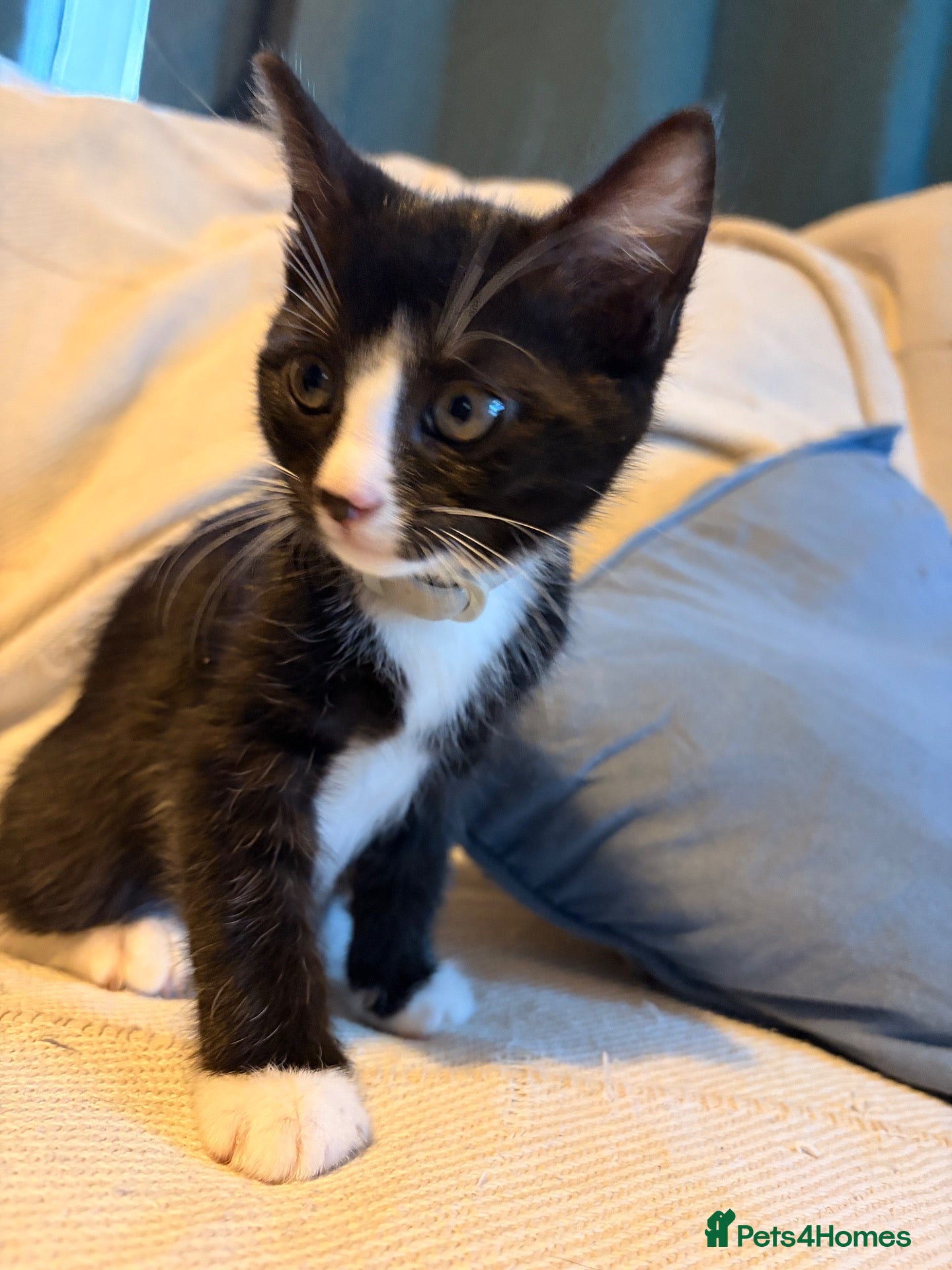 Mixed Breed cats 1 boy kitten available  - Advert 2