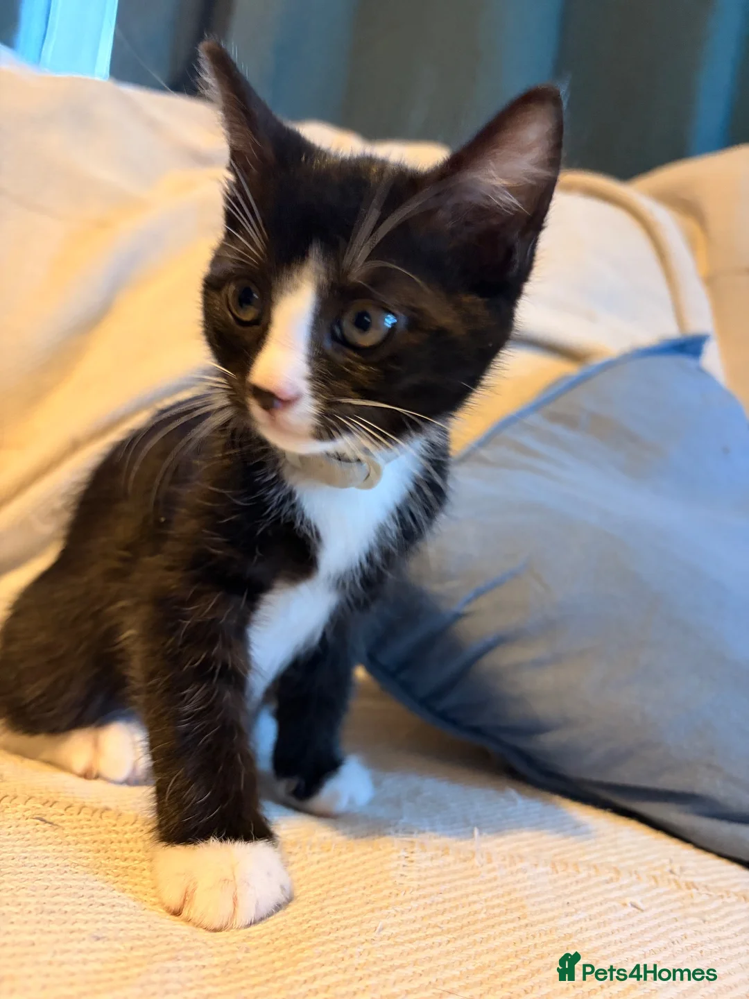 Mixed Breed cats for sale: 1 boy kitten available  - Advert 1