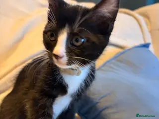 Mixed Breed cats 1 boy kitten available - Advert 2