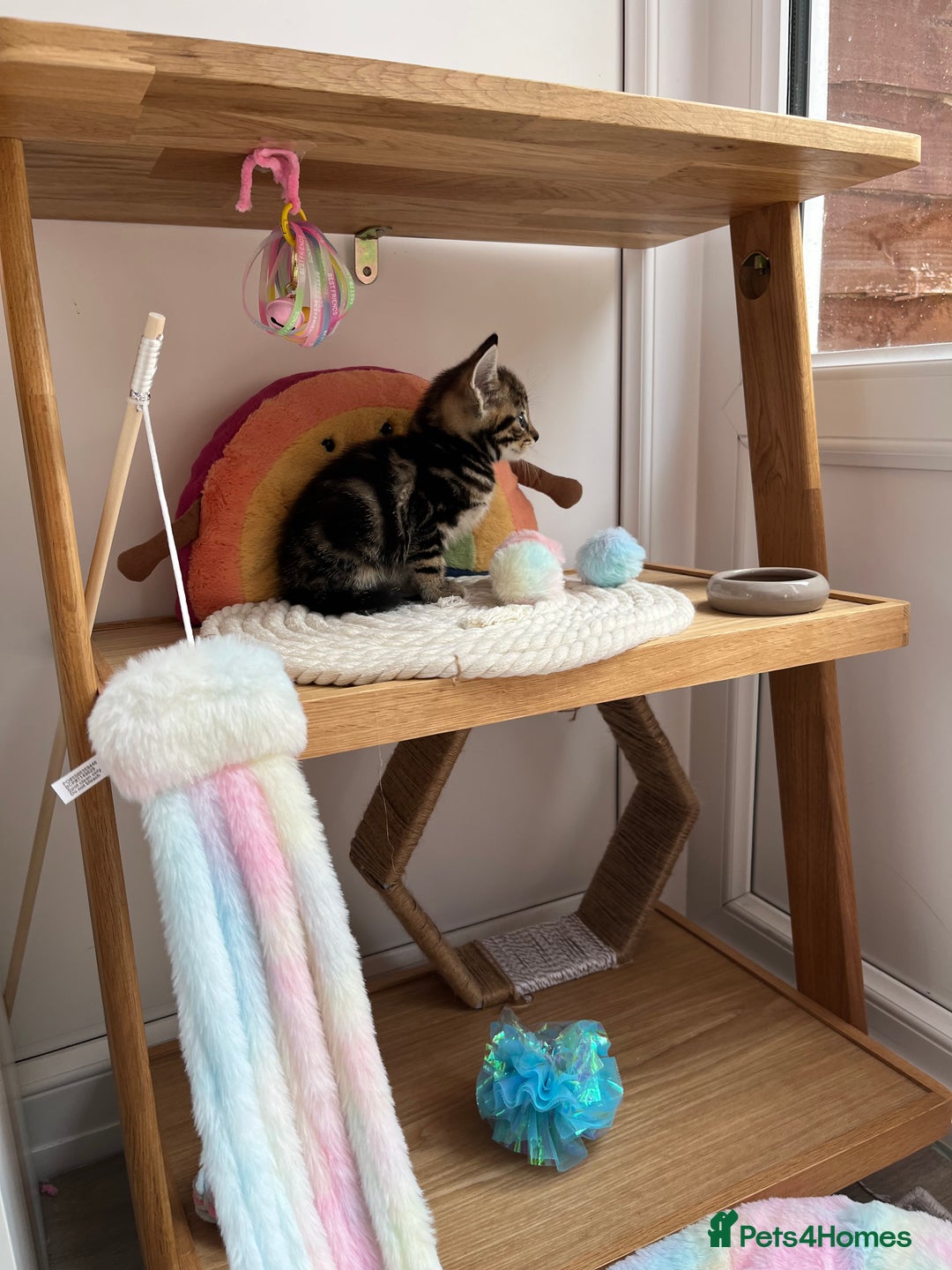 British Shorthair cats for sale: Beautiful 10 week old male kitten  - Image 4