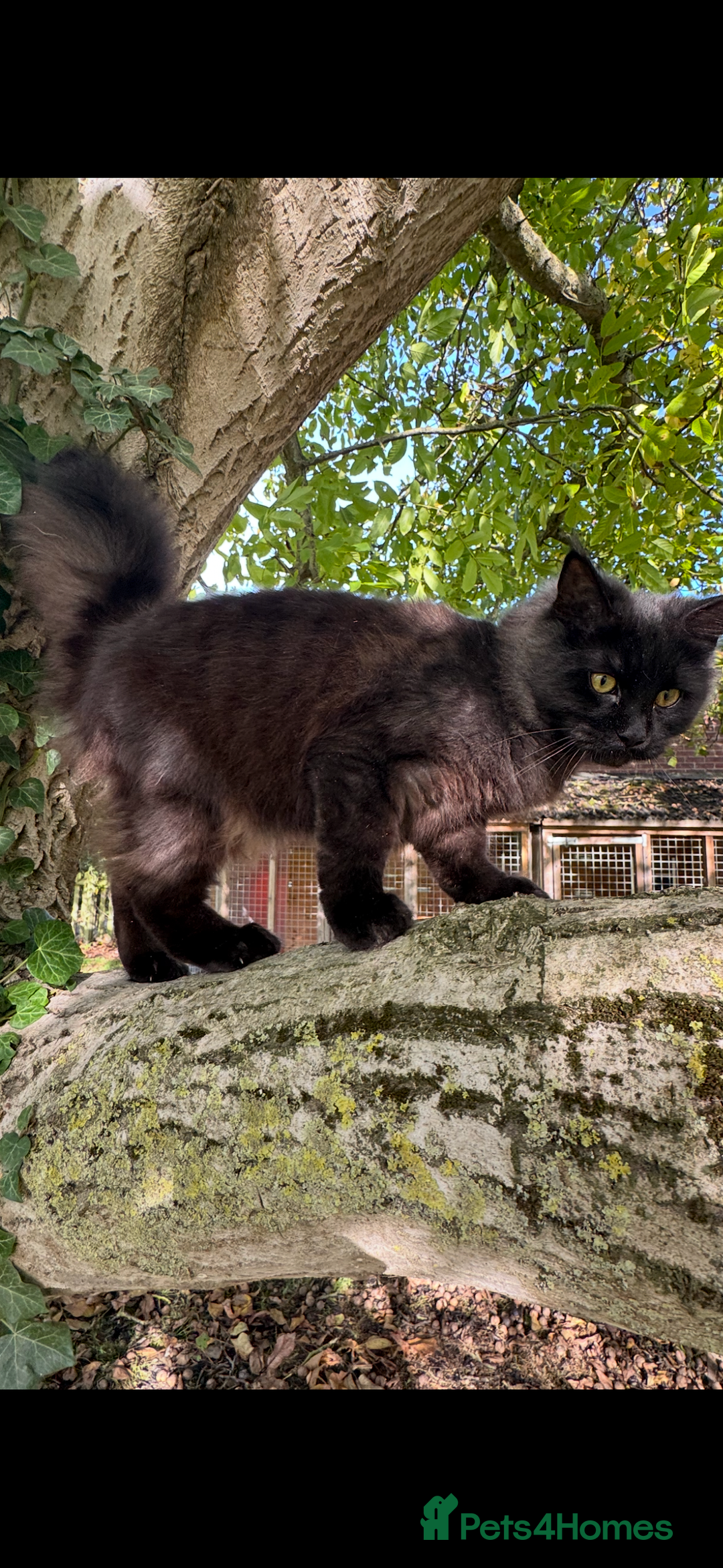 Maine Coon cats for sale: Three stunning pure bred Maine Coon girls - Image 14