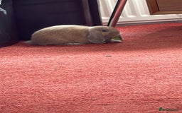 Mini Lop rabbits for sale: Girl rabbits for sale 9 weeks - Image 3