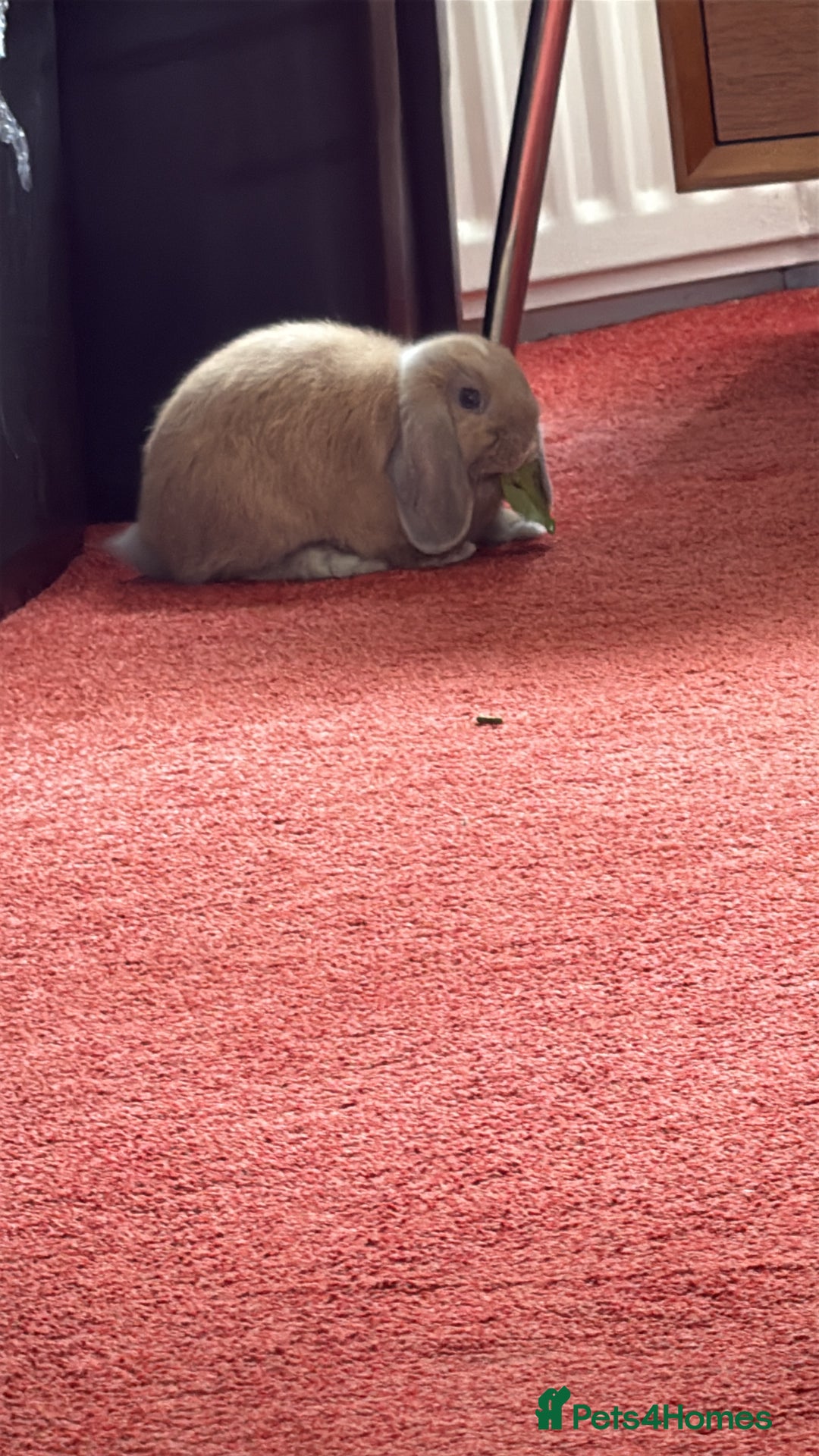 Mini Lop rabbits for sale: Girl rabbits for sale 9 weeks - Image 3