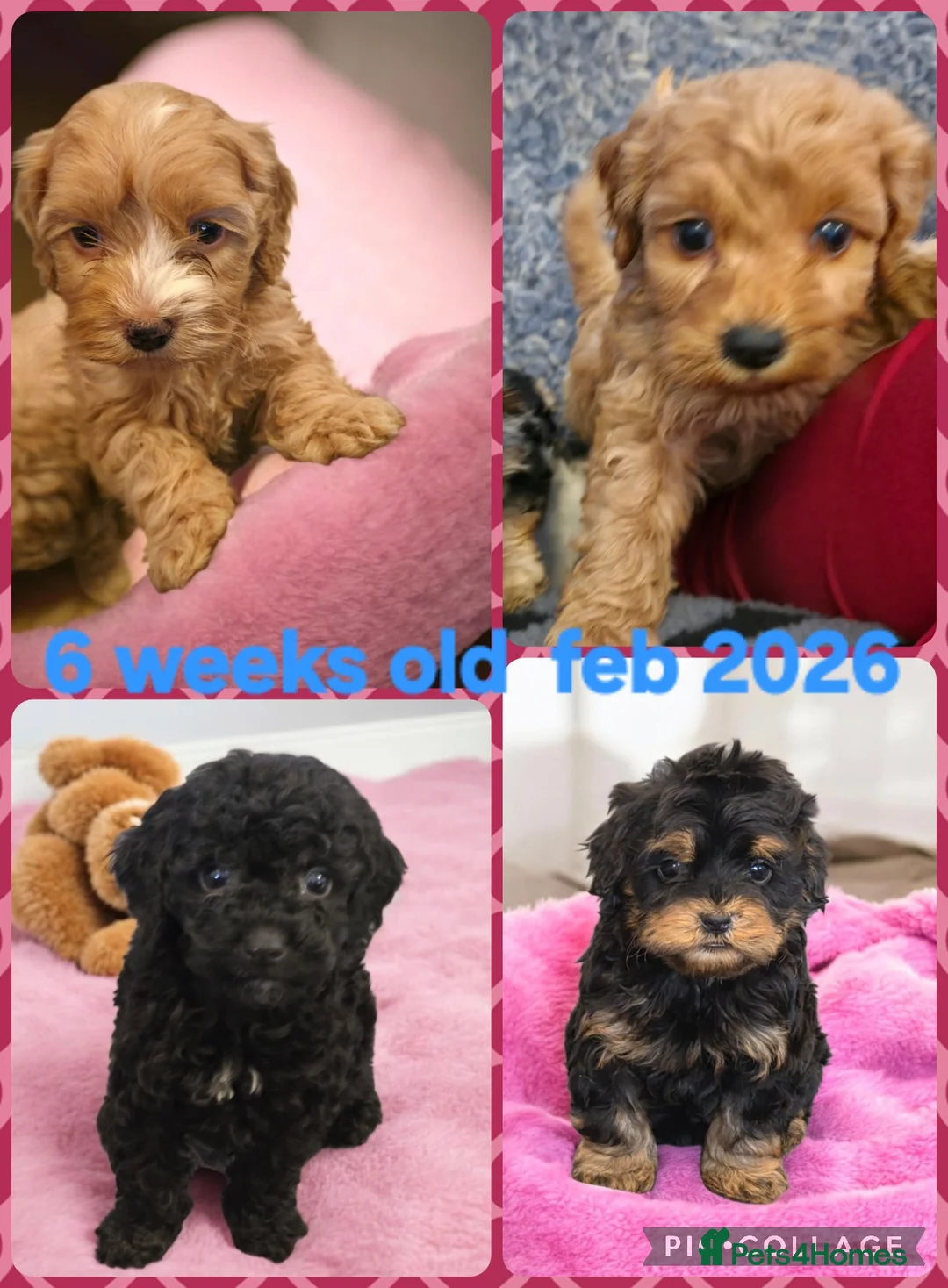 Cockapoo dogs for sale: Cockapoo puppies - Advert 2
