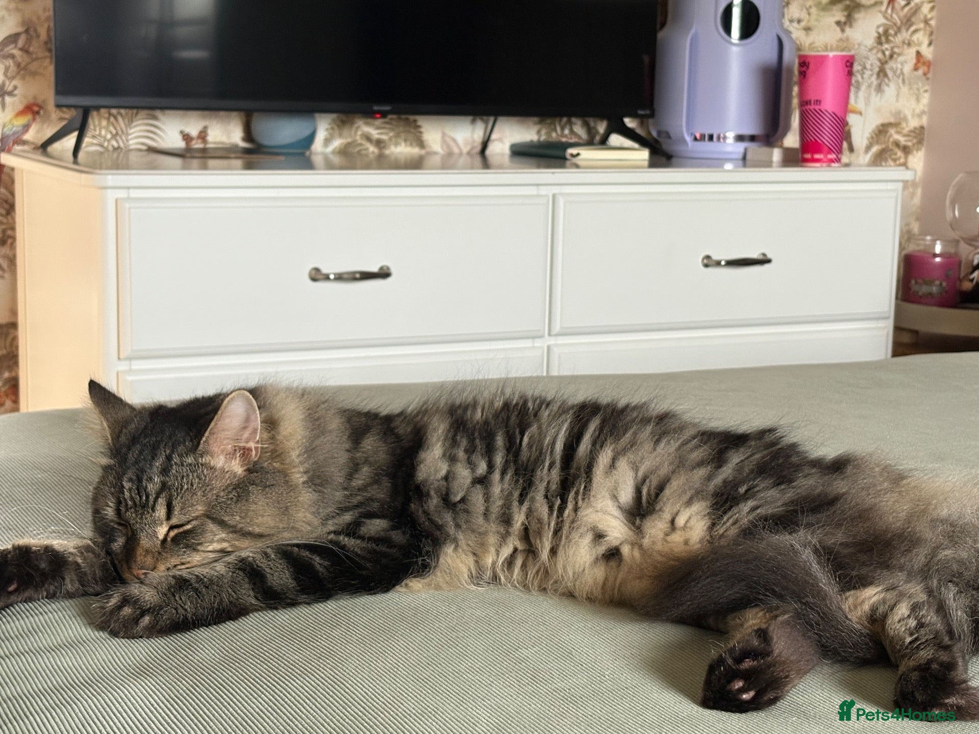 Maine Coon cats Beautiful Maine coon cross tabby boy neutered  - Advert 2