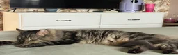 Maine Coon cats for sale: Beautiful Maine coon cross tabby boy neutered  - Advert 1