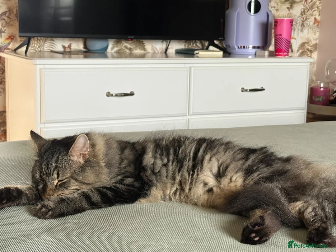 Maine Coon cats for sale: Beautiful Maine coon cross tabby boy neutered  - Advert 1