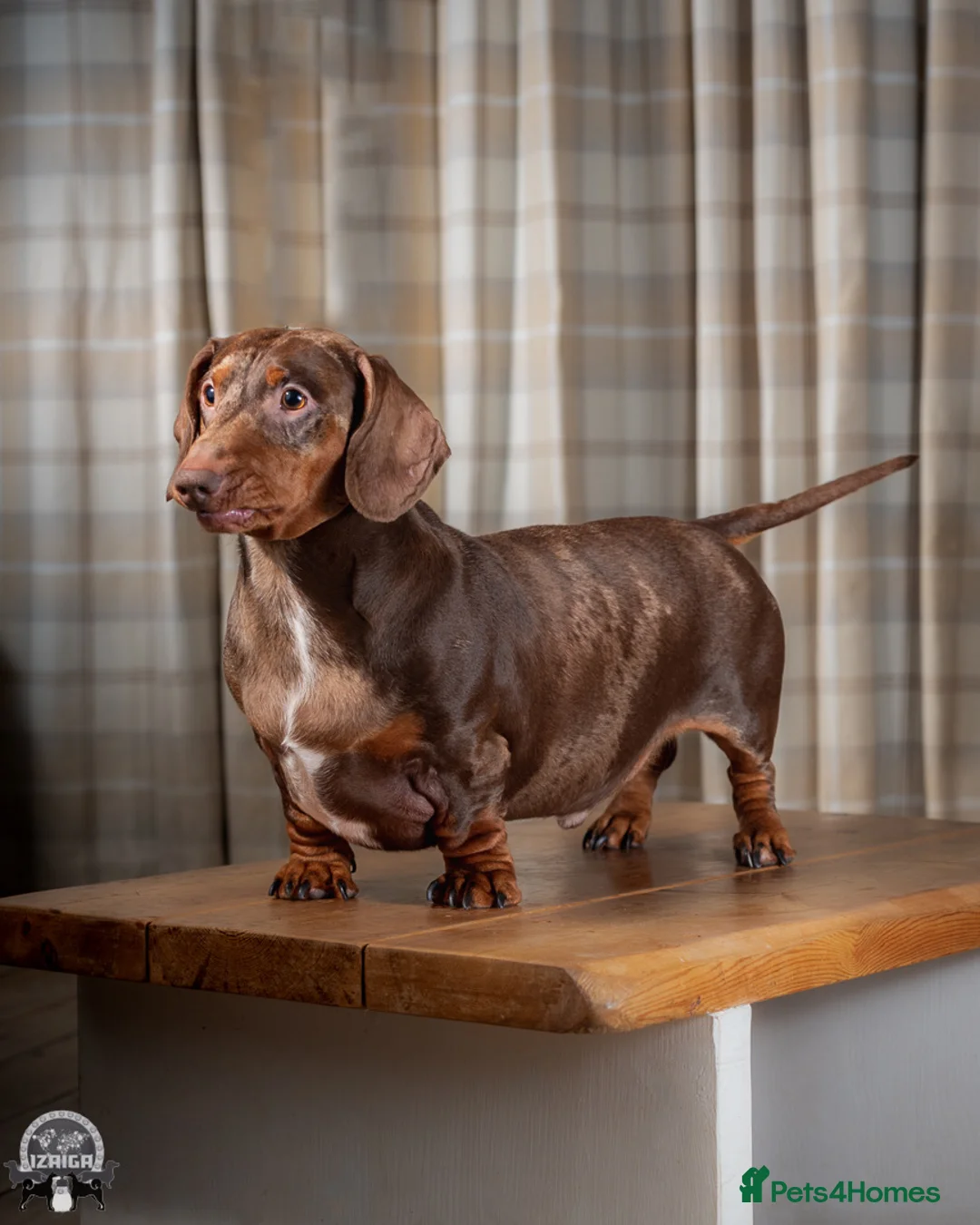 Gallery Image {{count}}