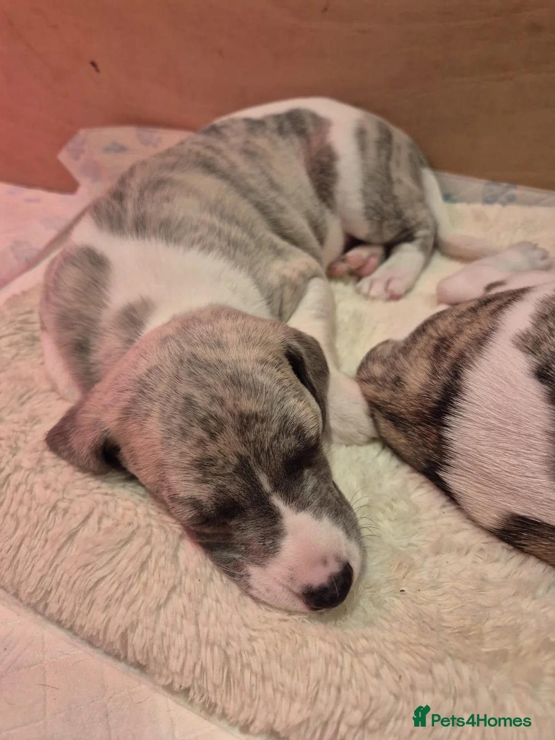 Whippet dogs for sale: Great quality Whippet puppies for sale - Advert 14