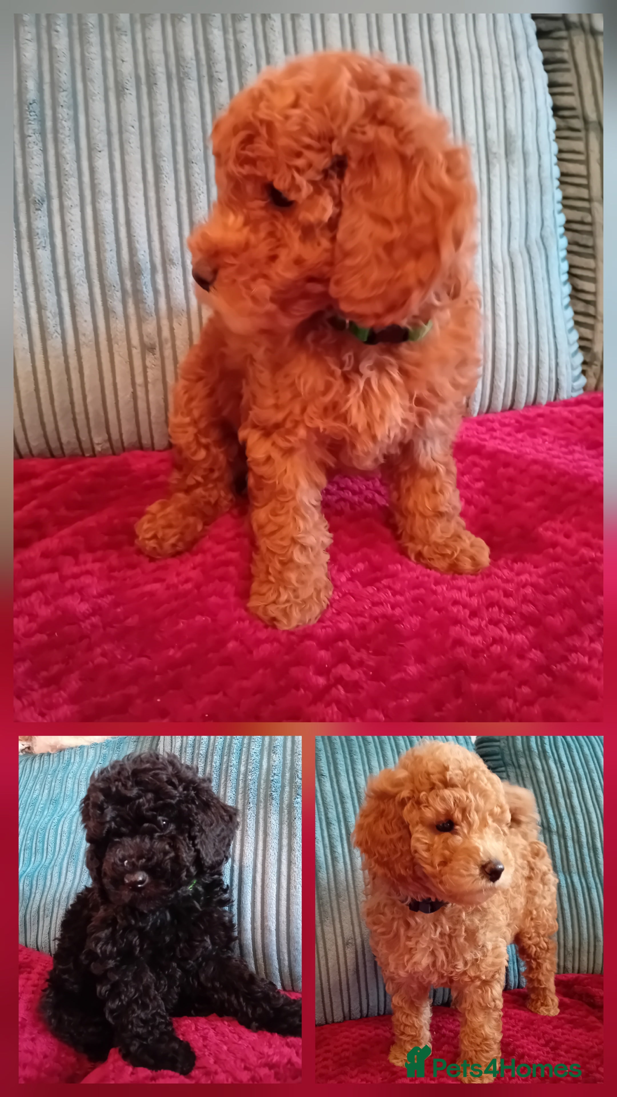 Miniature Poodle dogs Ready Now Health Tested Miniature Poodles 8 weeks  - Advert 6