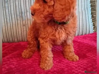 Miniature Poodle dogs Ready Now Health Tested Miniature Poodles 8 weeks - Advert 6