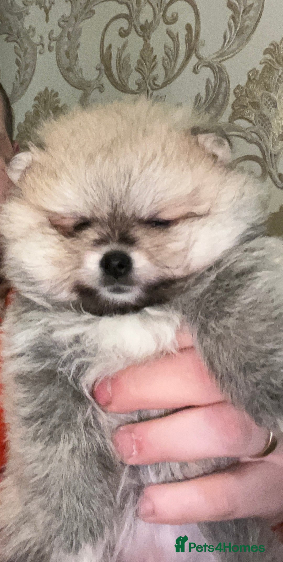 Pomeranian dogs for sale: Kc Reg Pomeranian Pups - Advert 3