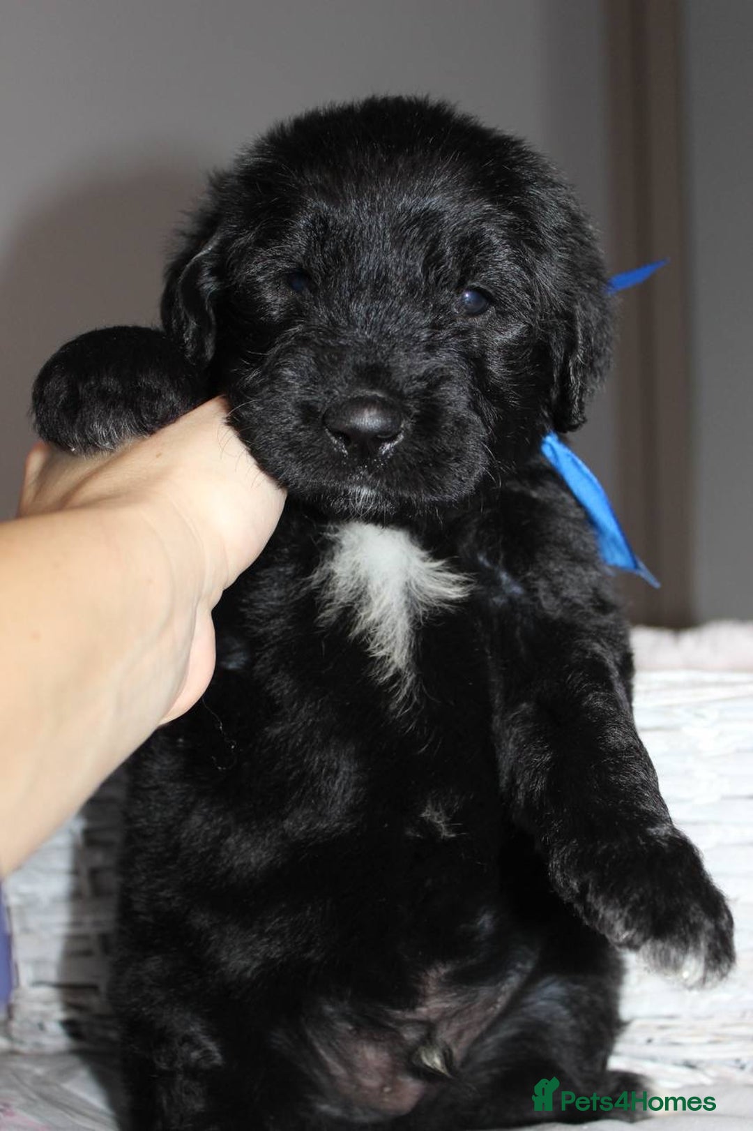 Goldendoodle dogs for sale: F1 Goldendoodle black Puppies - Advert 30