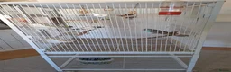 Budgerigars birds for sale: 4 Breeding pair of budgies and chicks in London - Advert 5