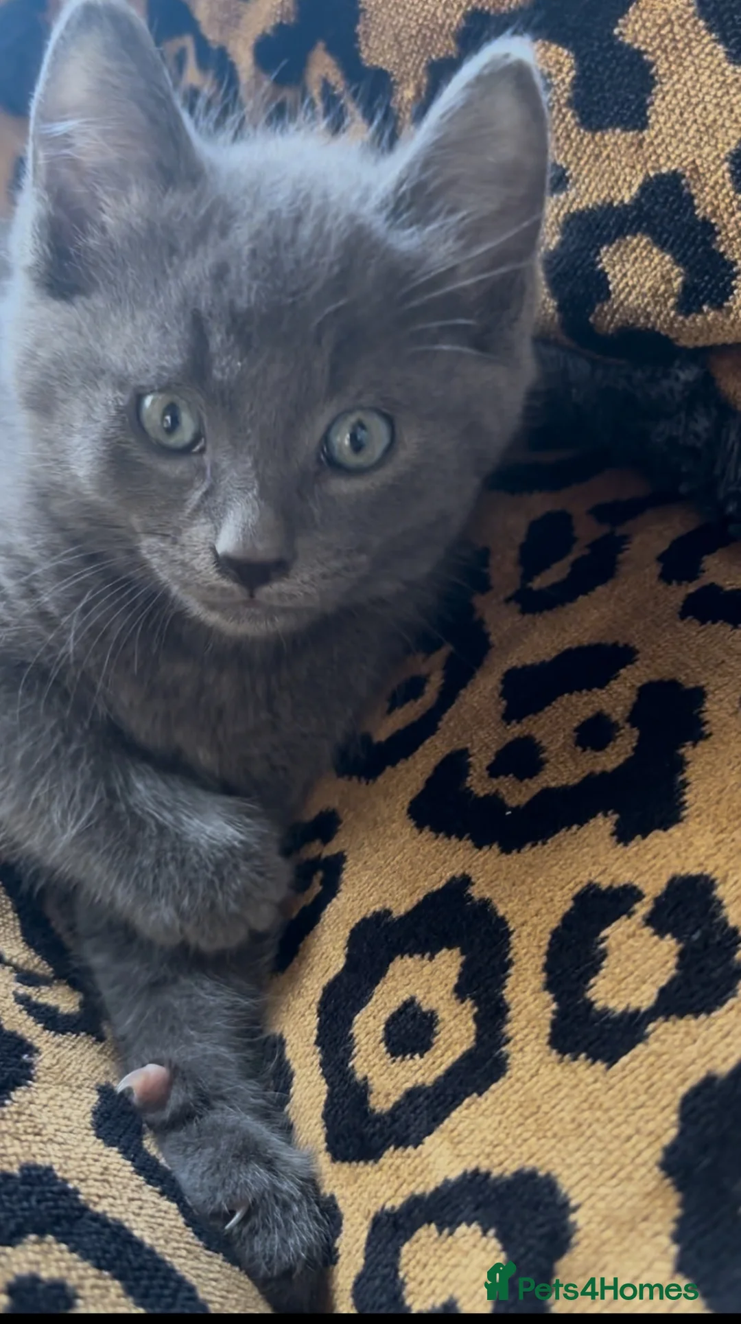 Russian Blue cats for sale: Neutered male - Advert 2