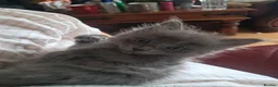 Ragdoll cats for sale: Beautiful baby ragdolls  - Advert 11