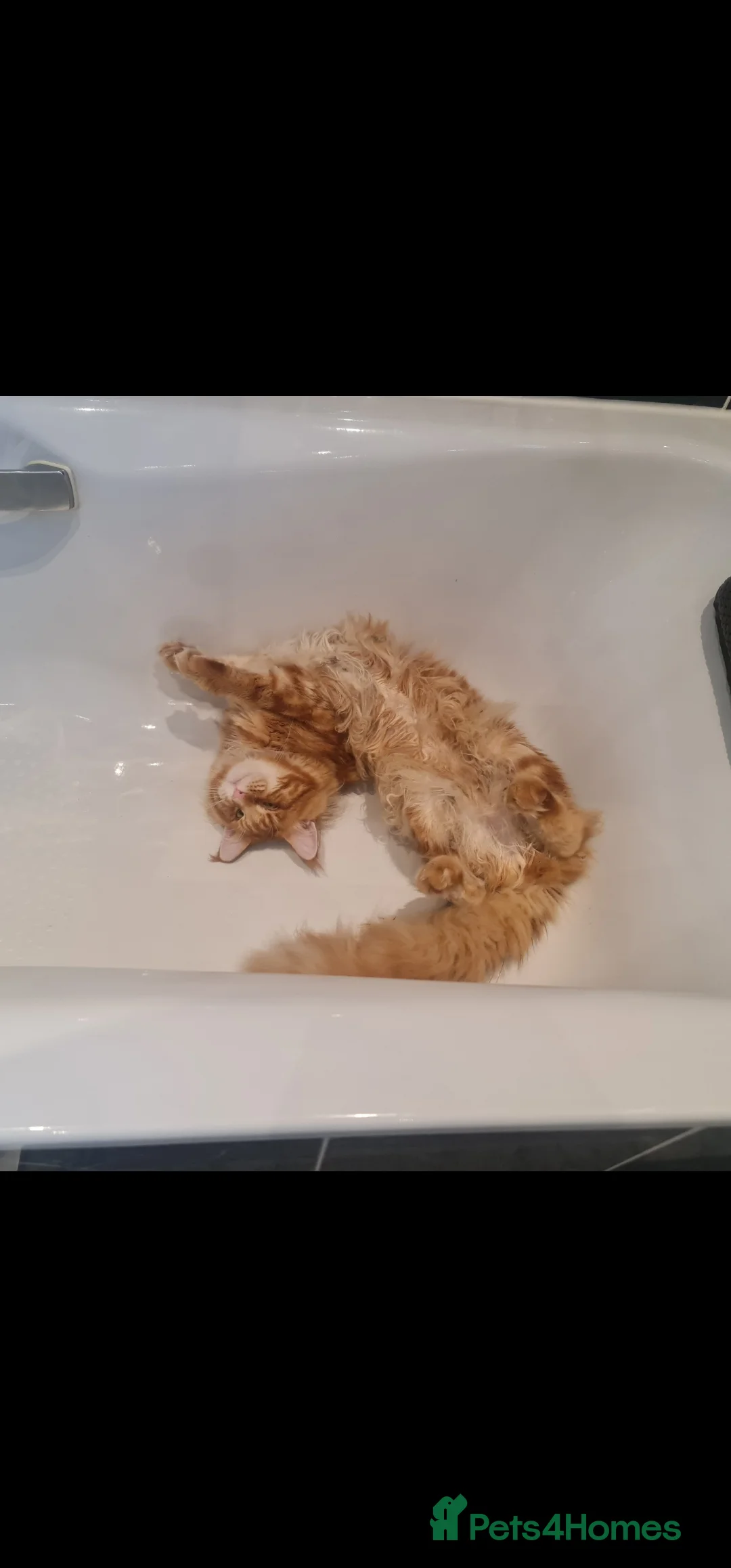 Maine Coon cats for stud: Chack Noris (Red Blotched Tabby) in New Malden - Advert 6