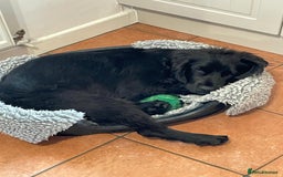 Cocker Spaniel dogs for sale: Gorgeous Spaniel looking for a new home ASAP - Advert 4