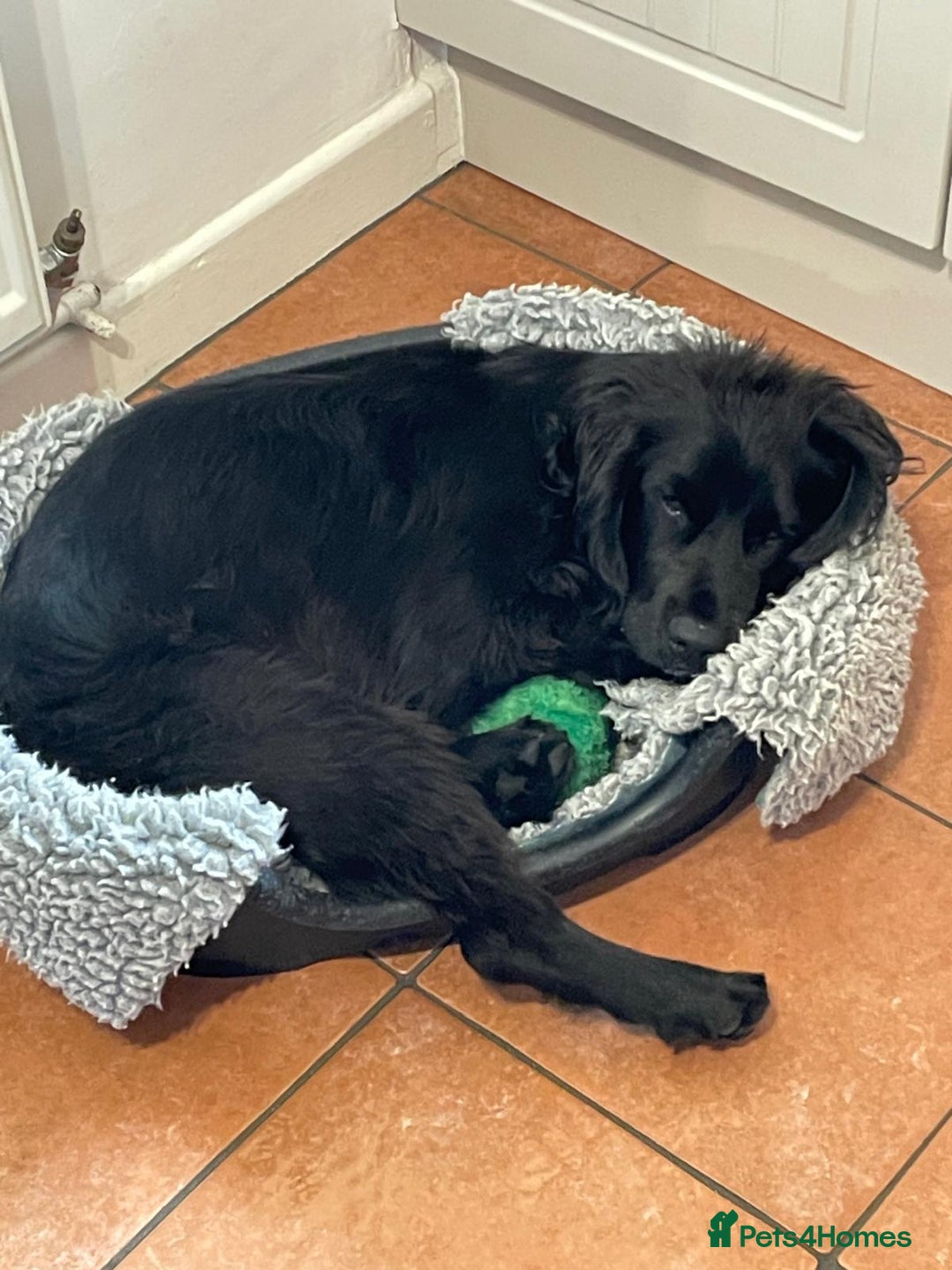 Cocker Spaniel dogs for sale: Gorgeous Spaniel looking for a new home ASAP - Advert 4