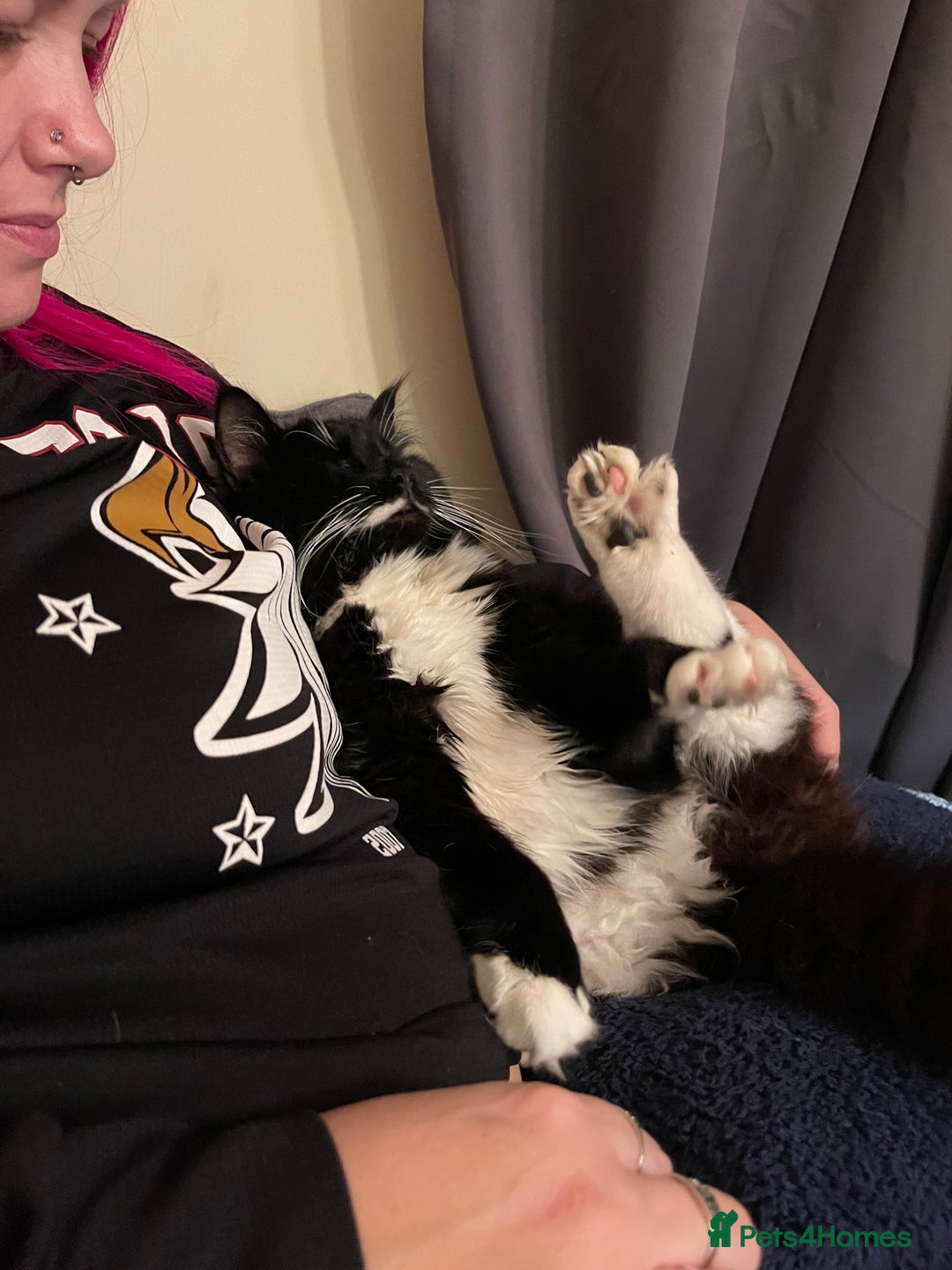 British Longhair cats for sale: 4 year old blind stick needs a new home - Advert 15