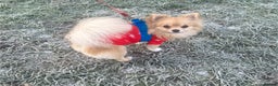 Pomchi dogs for stud: Dovah the amazing pomchi  in Romford - Advert 6