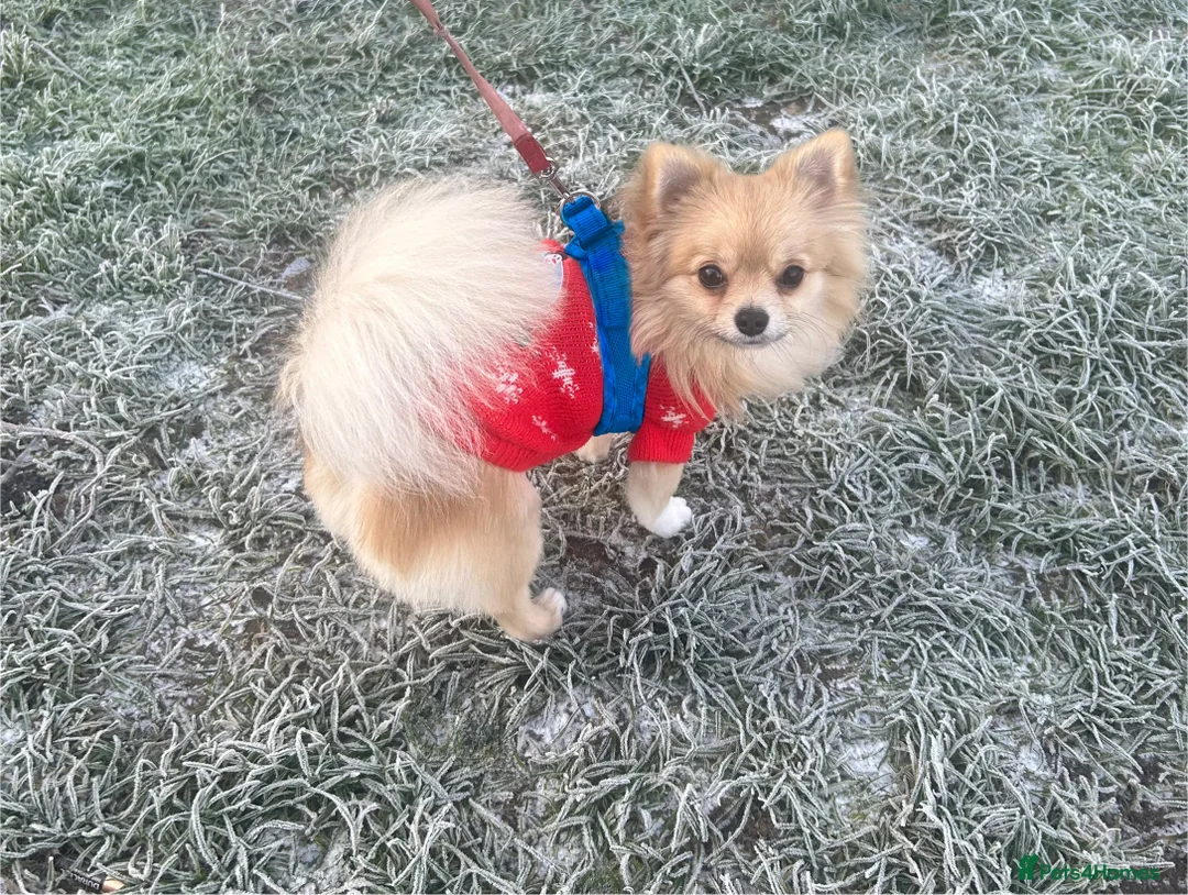 Pomchi dogs for stud: Dovah the amazing pomchi  in Romford - Advert 7