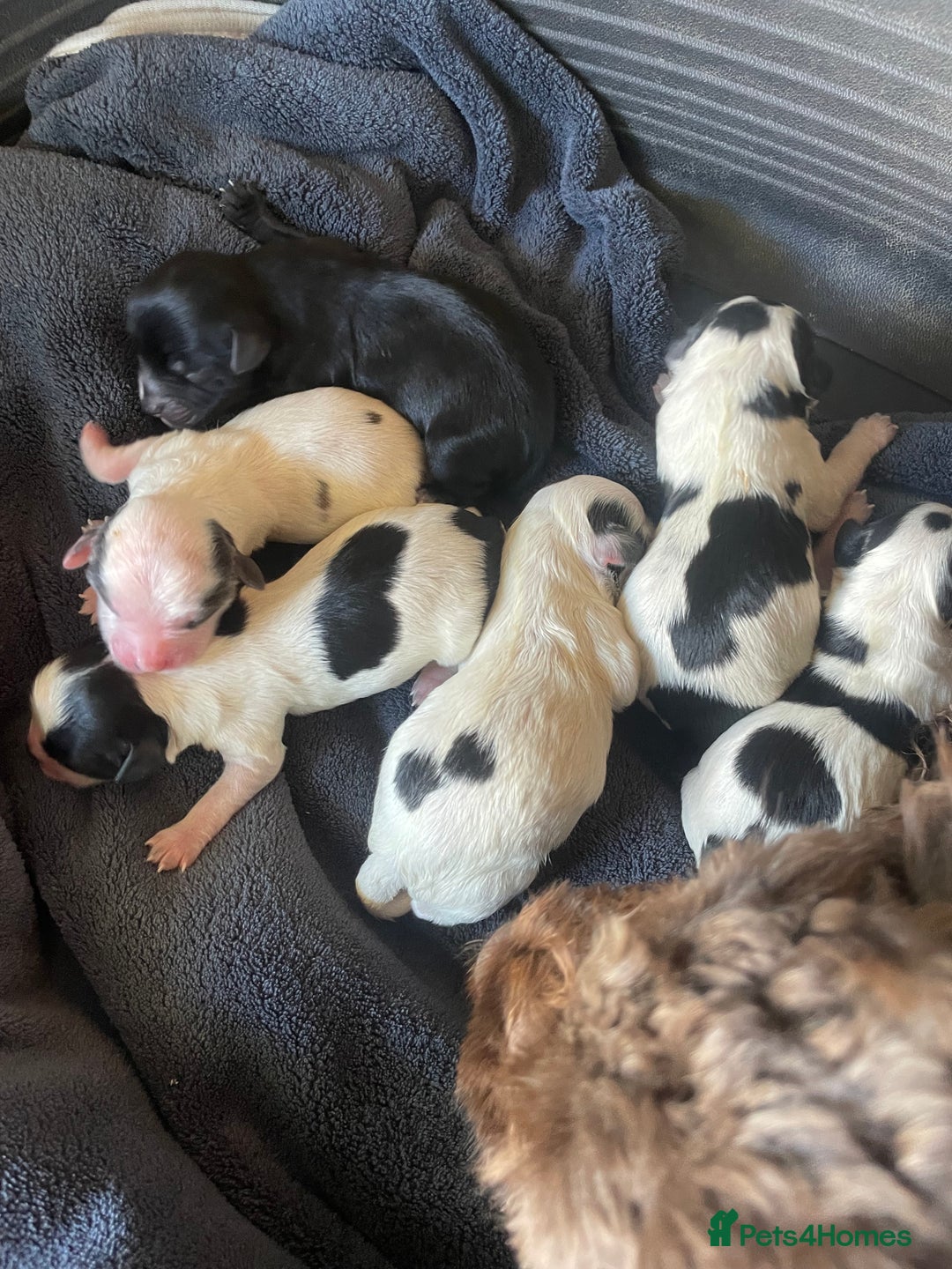 Mixed Breed dogs for sale: Cockapoo x Maltese (Maltipoo) - Image 19