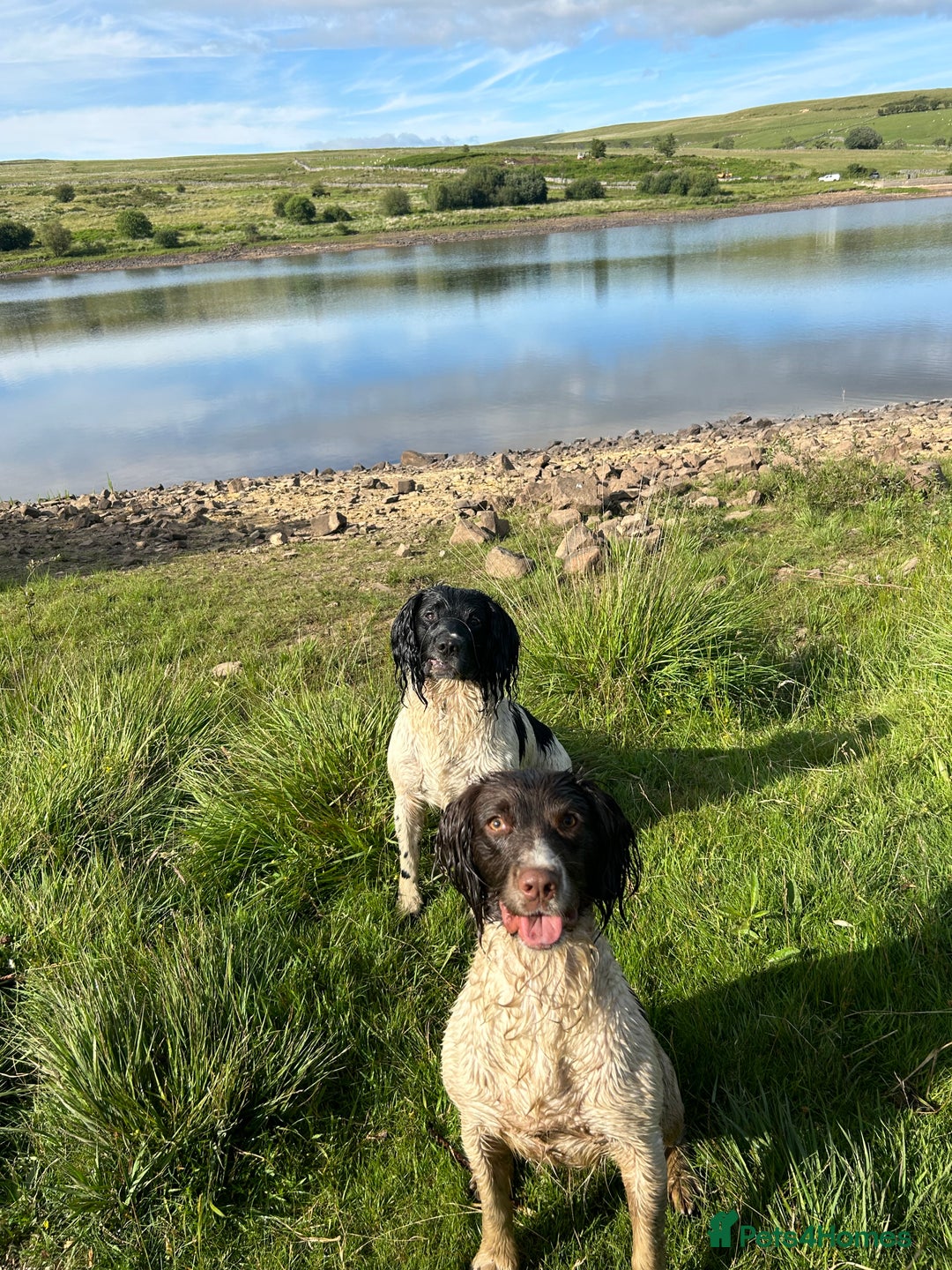 English Springer Spaniel dogs for sale: English springer spaniel puppies  - Image 8