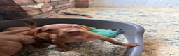 Hungarian Vizsla dogs for sale: Smooth haired Hungarian vizsla puppies  - Advert 6
