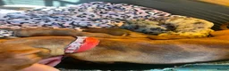 Miniature Dachshund dogs for sale: 5 Mini Dachshund Puppies  - Advert 2