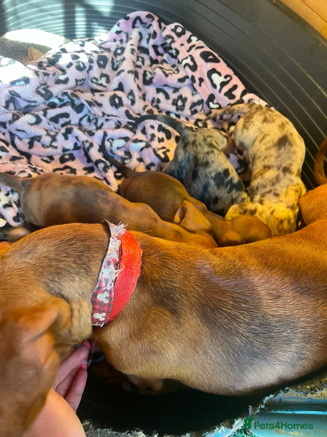 Miniature Dachshund dogs for sale: 5 Mini Dachshund Puppies  - Advert 2