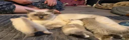 Ragdoll cats for sale: Beautiful little fluffy ragdolls - Advert 4