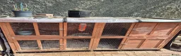 Mini Lop rabbits for sale: Bonded pair with hutch etc  in Nottingham - Advert 4