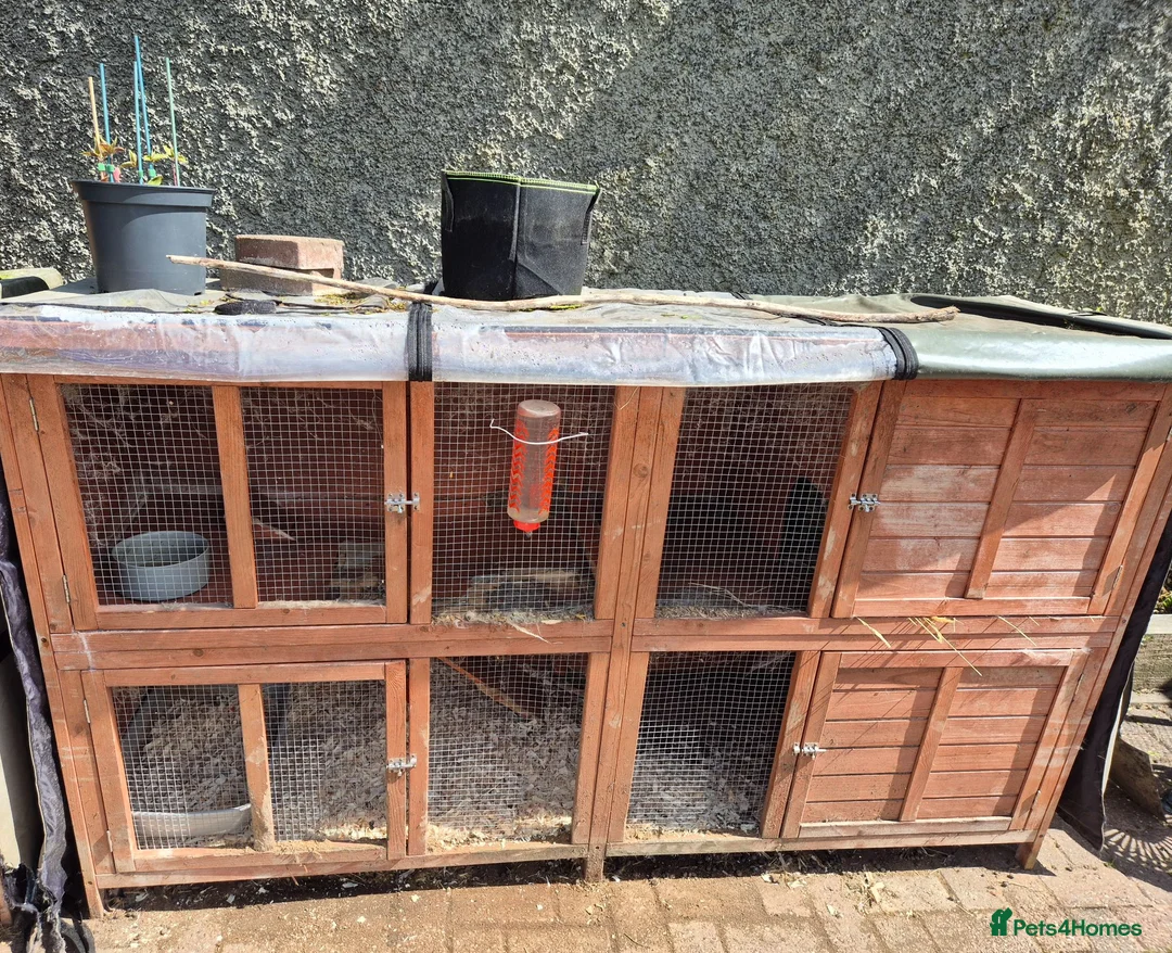 Mini Lop rabbits for sale: Bonded pair with hutch etc  in Nottingham - Advert 4