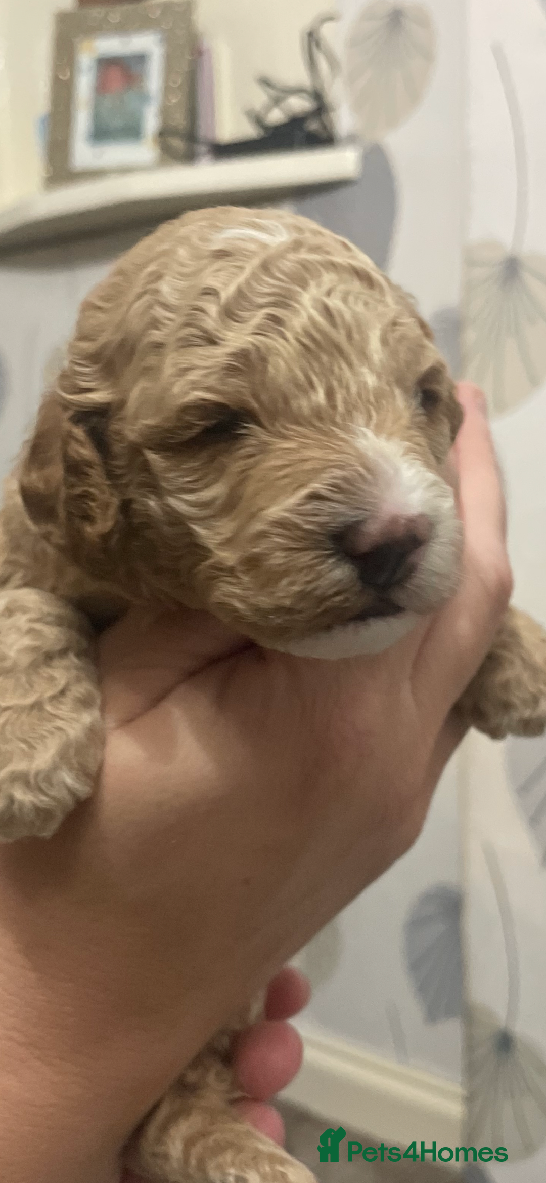 Cockapoo dogs for sale: F1b cockapoo puppies ready now - Advert 27
