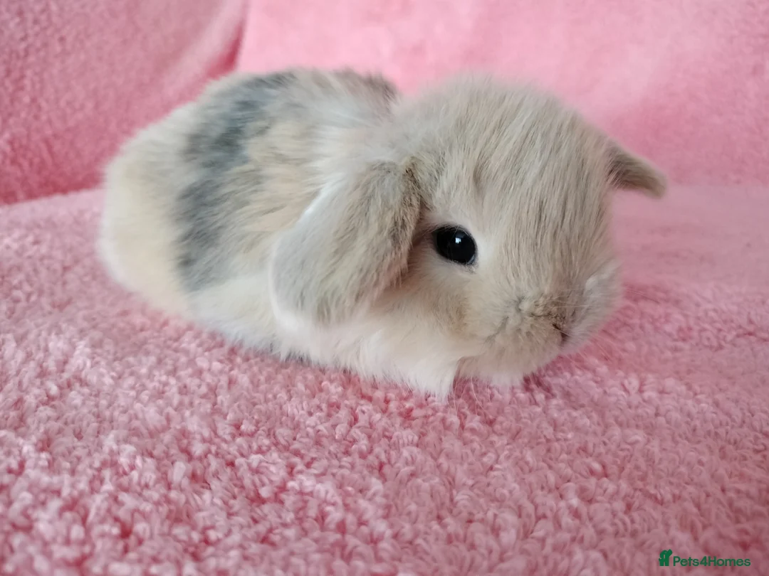 Mini Lop rabbits for sale: Baby mini lops for sale  - Advert 2