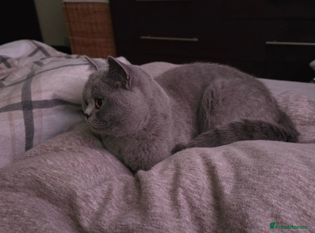 British Shorthair cats for sale: Gorgeous blue girl - rare opportunity - Image 4