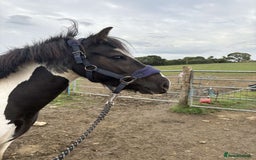 Welsh Section A horses for sale: Missing Gem tobiano mare - Image 3