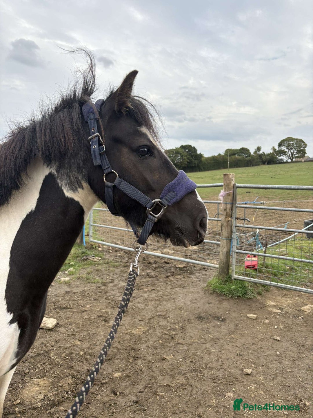 Welsh Section A horses for sale: Missing Gem tobiano mare - Image 3